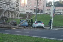 Avenida dos Estados Unidos da América, Avenida Gago Coutinho, queda árvore, Lisboa
