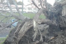 Avenida dos Estados Unidos da América, Avenida Gago Coutinho, queda árvore, Lisboa
