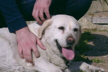 Ana Gaspar, Zara, Labrador, Vila Nova de Gaia, Arcozelo, Rosa, Ovar, ambiente, recursos naturais, animais