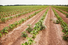 Agência Europeia dos Produtos Químicos, Comissão Europeia, glifosato, Organizações Não Governamentais, União Europeia, Greenpeace, agricultura e pescas