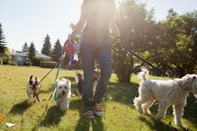 Cães a passear