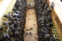 As abelhas desempenham um papel fundamental na reprodução das plantas