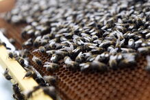 As abelhas desempenham um papel fundamental na reprodução das plantas