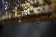 As abelhas desempenham um papel fundamental nos ecossistemas em todo o mundo