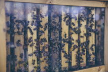 As abelhas desempenham um papel fundamental nos ecossistemas em todo o mundo