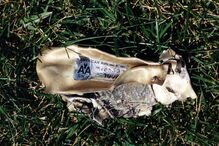 fbi, pentágono, fotos, 11 de setembro, ataque, 2001, terrorismo