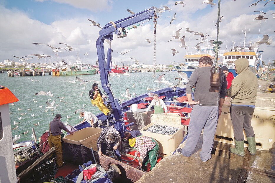capturas, peixe, algarve, pesca, mar, pescadores