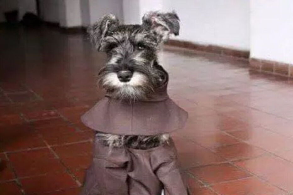 Schnauzer chama-se Frei Bigode já tem um hábito para vestir