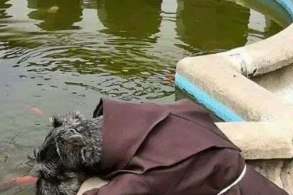 Schnauzer chama-se Frei Bigode já tem um hábito para vestir