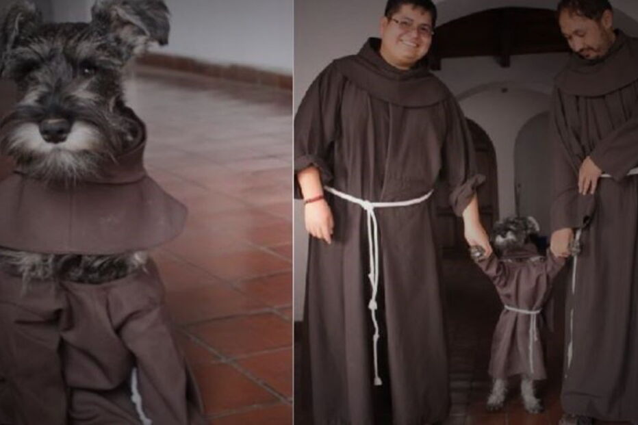 Schnauzer chama-se Frei Bigode já tem um hábito para vestir
