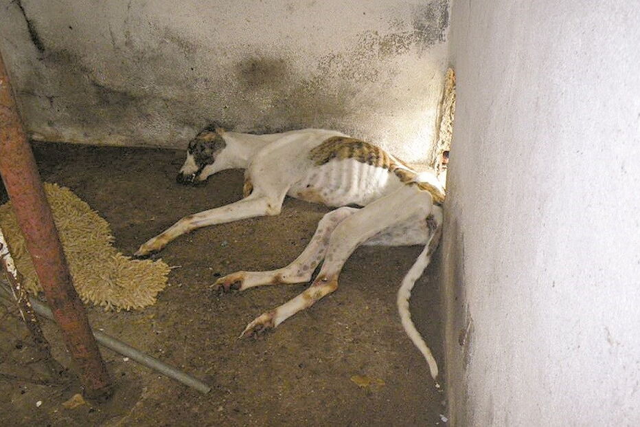 animais, crimes, GNR, maus-tratos, abandonos, estatísticas