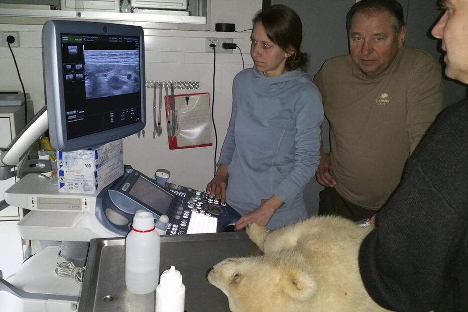 Urso polar de quatro meses morre em zoo de Berlim 