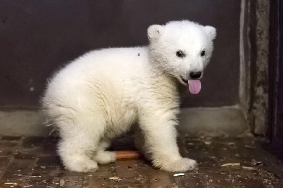 Urso polar de quatro meses morre em zoo de Berlim 