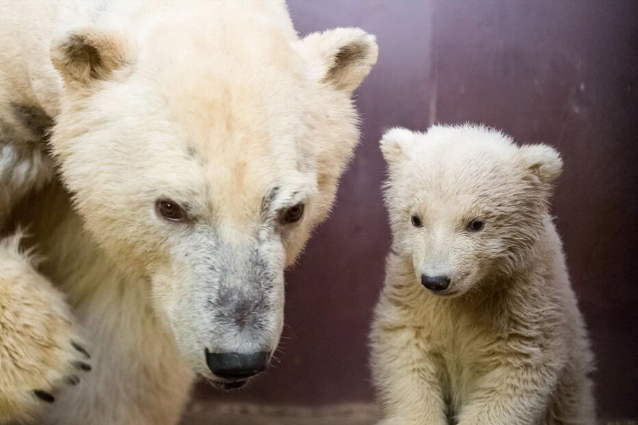 Urso polar de quatro meses morre em zoo de Berlim 