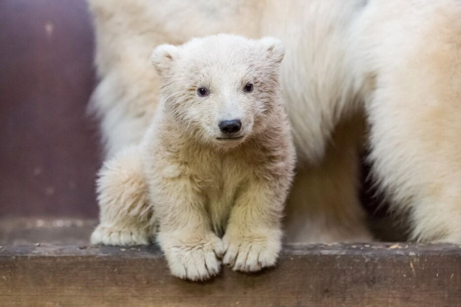 Urso polar de quatro meses morre em zoo de Berlim 