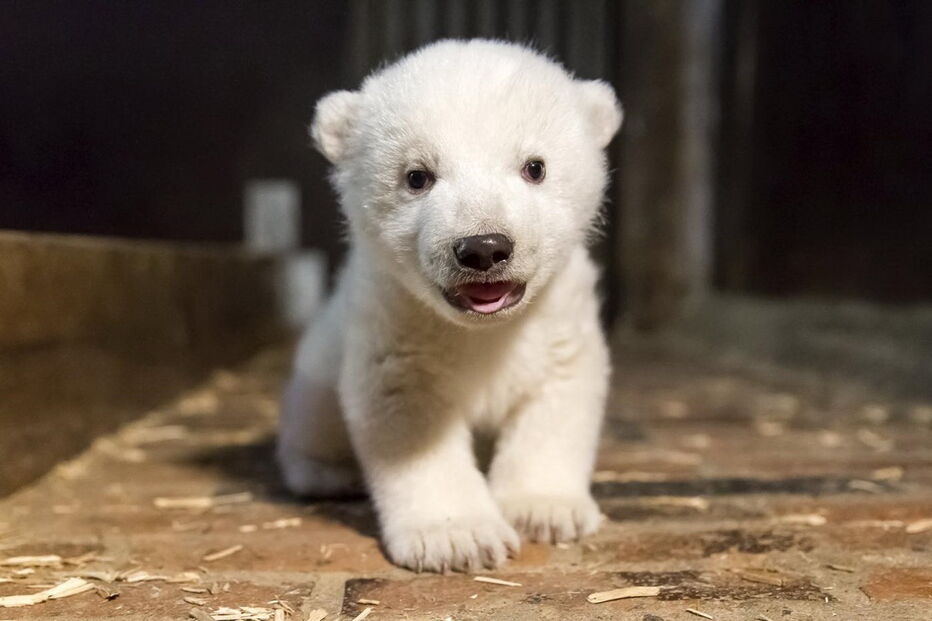 Urso polar de quatro meses morre em zoo de Berlim 