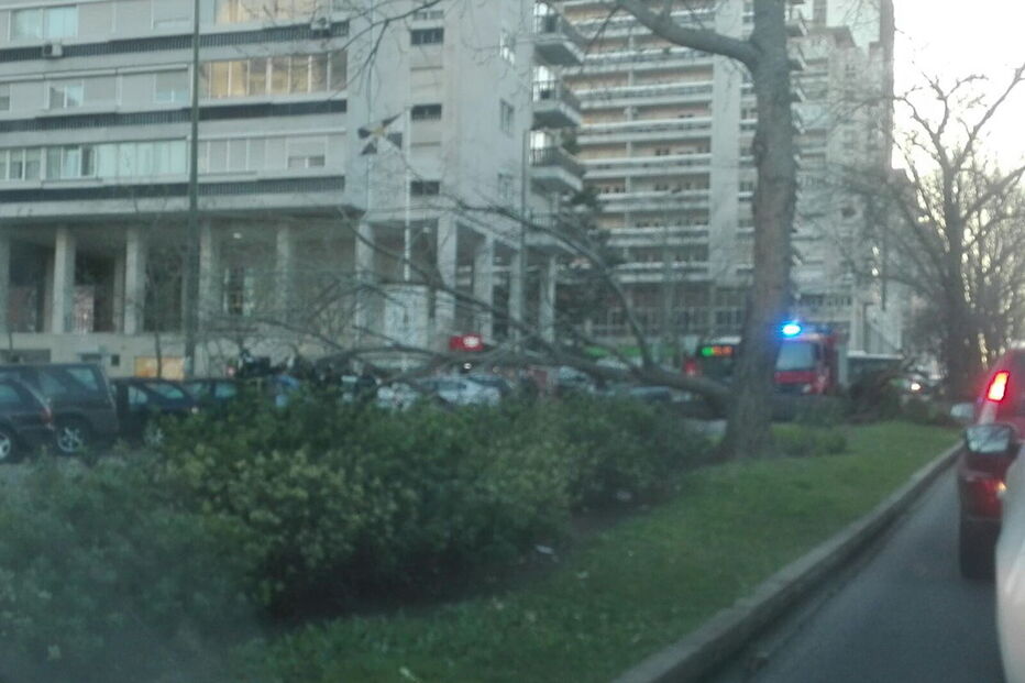 Avenida dos Estados Unidos da América, Avenida Gago Coutinho, queda árvore, Lisboa