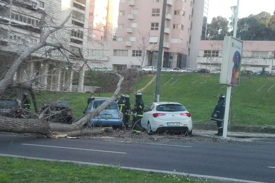 Avenida dos Estados Unidos da América, Avenida Gago Coutinho, queda árvore, Lisboa