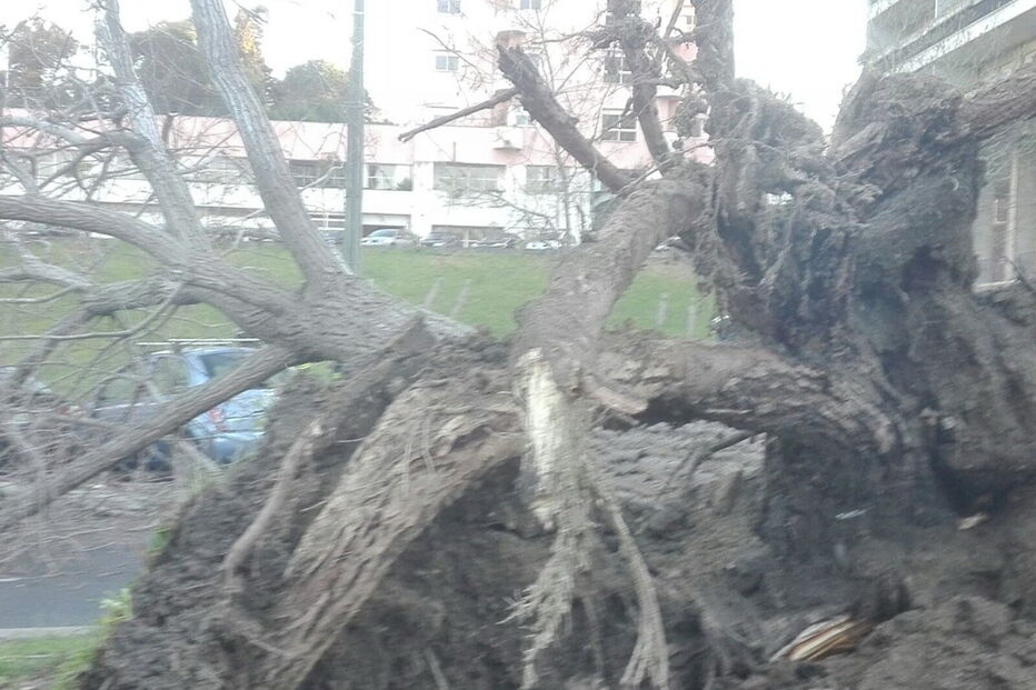 Avenida dos Estados Unidos da América, Avenida Gago Coutinho, queda árvore, Lisboa