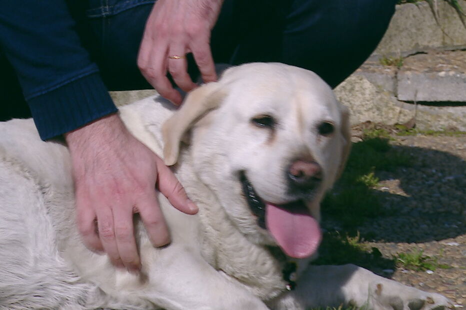 Ana Gaspar, Zara, Labrador, Vila Nova de Gaia, Arcozelo, Rosa, Ovar, ambiente, recursos naturais, animais