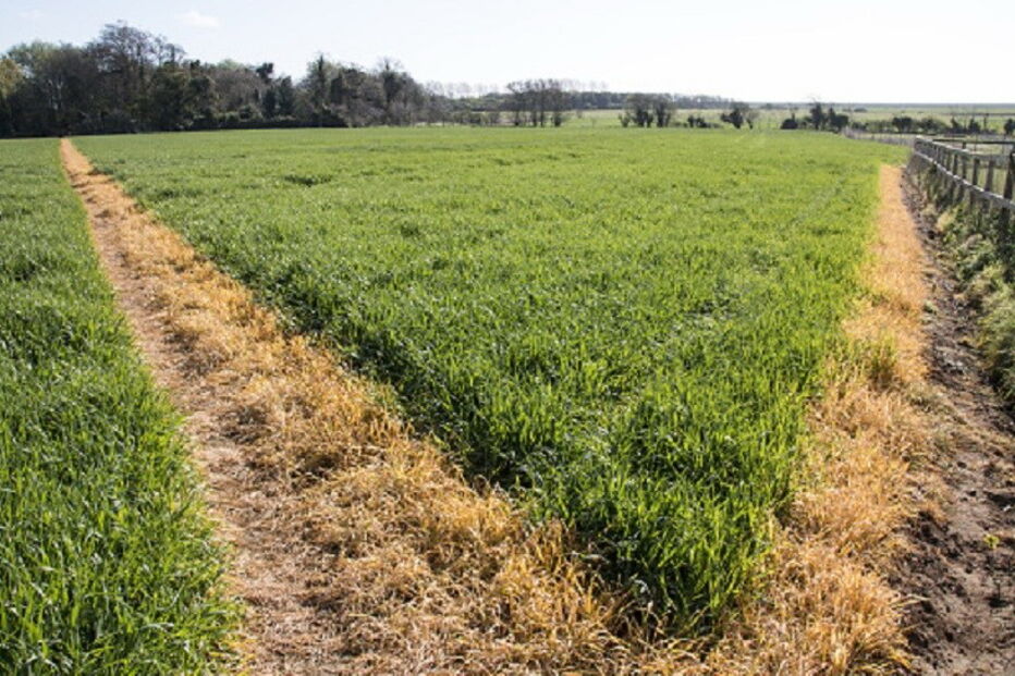 Agência Europeia dos Produtos Químicos, Comissão Europeia, glifosato, Organizações Não Governamentais, União Europeia, Greenpeace, agricultura e pescas