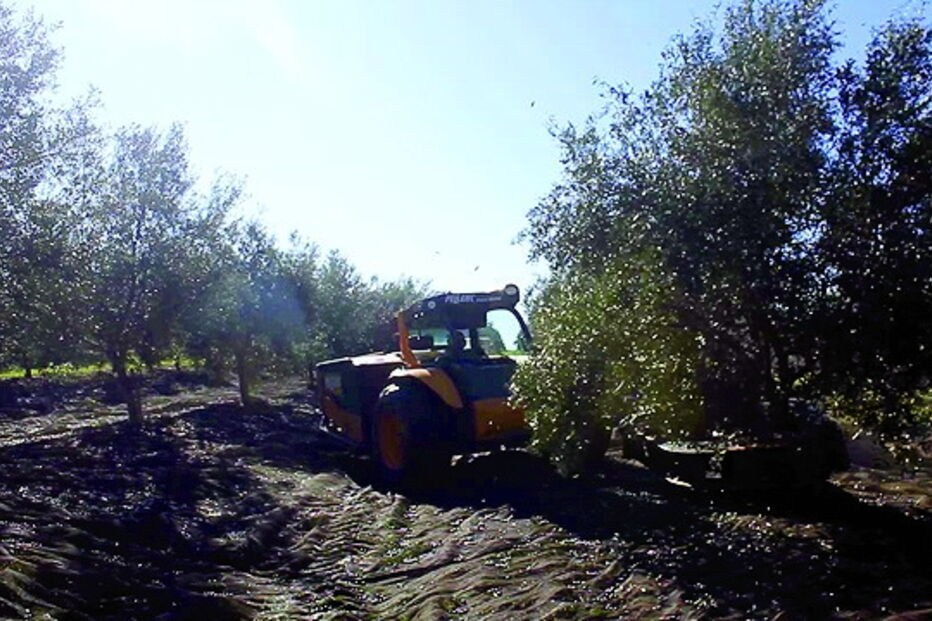A tecnologia substitui a apanha da azeitona pelos varejadores    