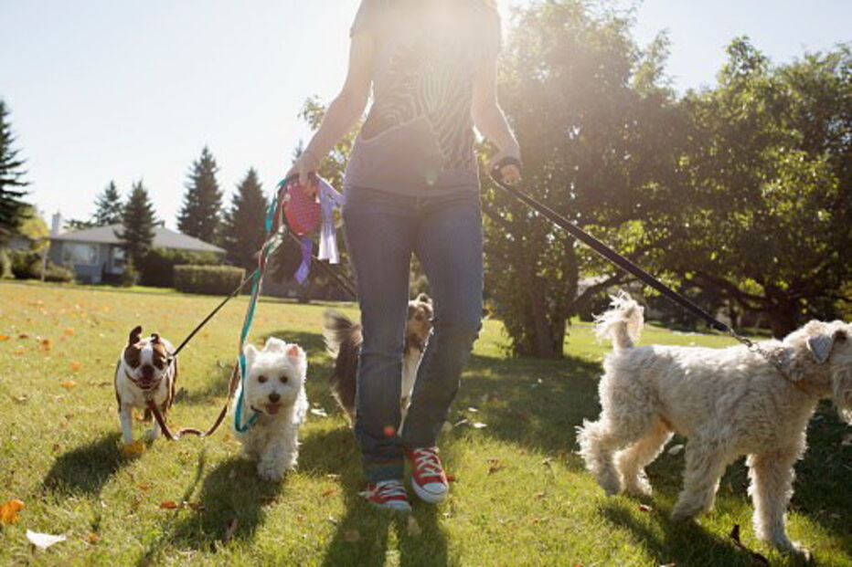 Cães a passear