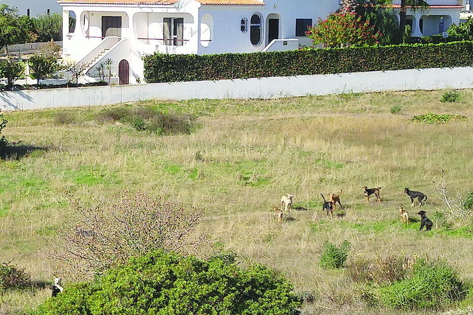 matilha, cães, selvagens, preocupação, moradores, animais, comida, porches, Lagoa, Algarve, ataques, ovelhas