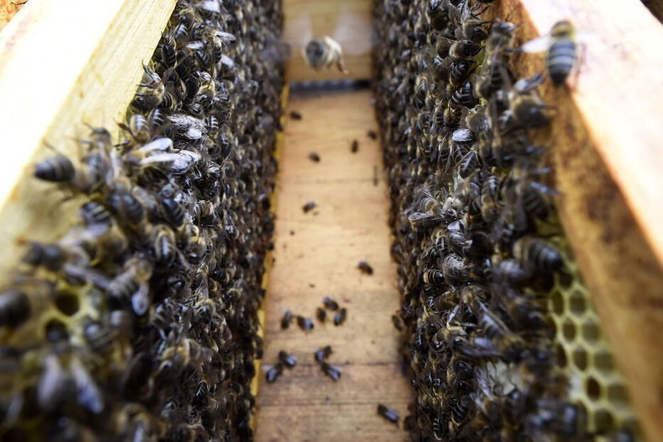 As abelhas desempenham um papel fundamental na reprodução das plantas