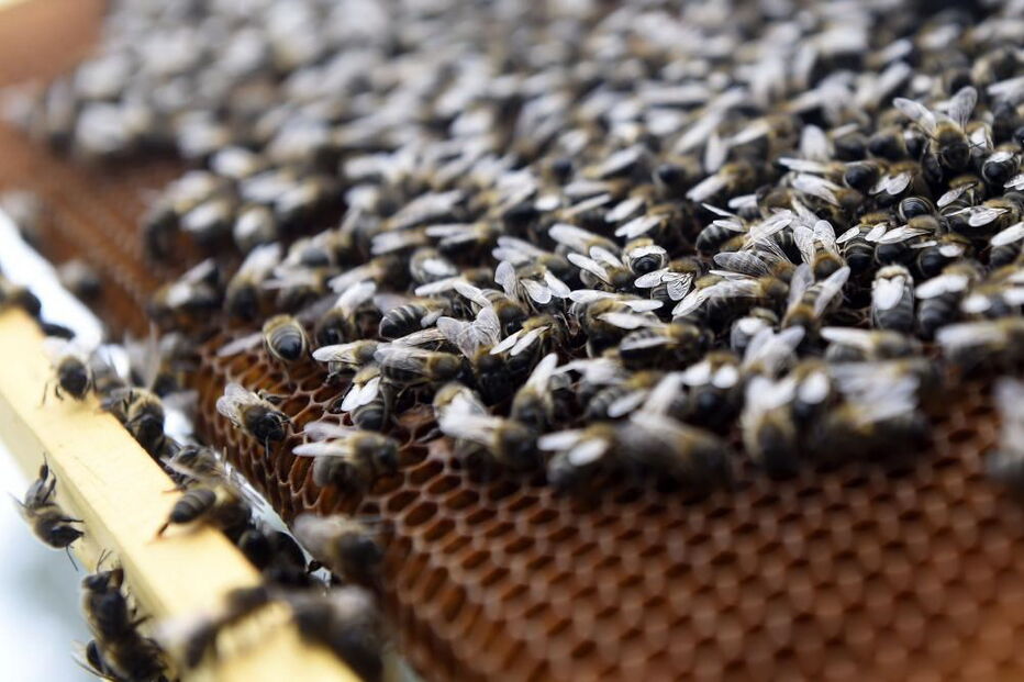 As abelhas desempenham um papel fundamental na reprodução das plantas