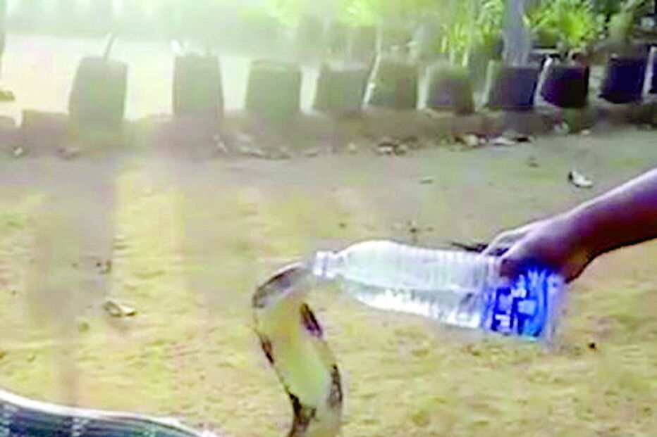 Aldeão mata sede a cobra