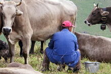 Menino foi obrigado a fazer sexo com uma vaca