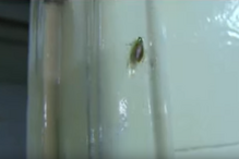 Canela, Pesadelo na Cozinha, baratas, higiene, Ljubomir Stanisic, chef, ASAE, restaurante