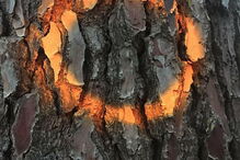 Milhares de árvores estão marcadas para abate no Parque Natural Sintra-Cascais