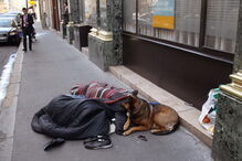 cães, bate, detido, Lisboa, 