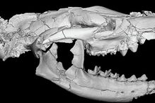 Europa, PLOS One, África, Matthew Borths, Universidade da Califórnia, Anúbis, Ásia, Masrasector nananubis, ciência e tecnologia