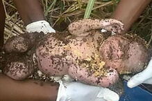 África do Sul, Hospital Regional de Port Shepstone, Izingolweni, Gerald Mfeka, Unidade de Ofensas Sexuais e Proteção de Menores, questões sociais, crime, lei e justiça