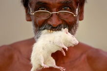 indianos, agricultores, crânios, ratos, animais, seca,  Tamil Nadu, governo, índia