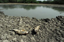 indianos, agricultores, crânios, ratos, animais, seca,  Tamil Nadu, governo, índia