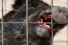 Militantes do Daesh foram atacados por um grupo de javalis