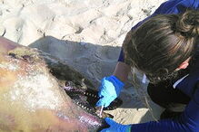 Golfinho morto, Farol Leste, Ilha da Culatra, Polícia Marítima de Olhão, Instituto da Conservação e Florestas, Porto de Olhão