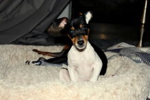 2017-04-27_10_03.26 Lola2.JPG