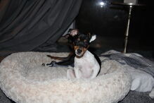 2017-04-27_10_03.30 lola3.JPG