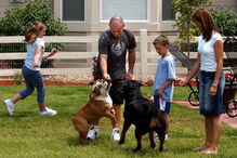 Cães potencialmente perigosos