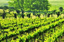 vinho, continentes, é para exportar, José Maria da Fonseca