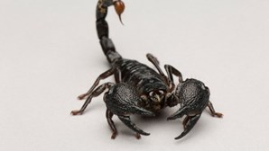 Picada de escorpião mata criança angolana em Benguela