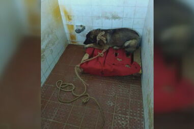 Autarquia investiga maus-tratos no canil