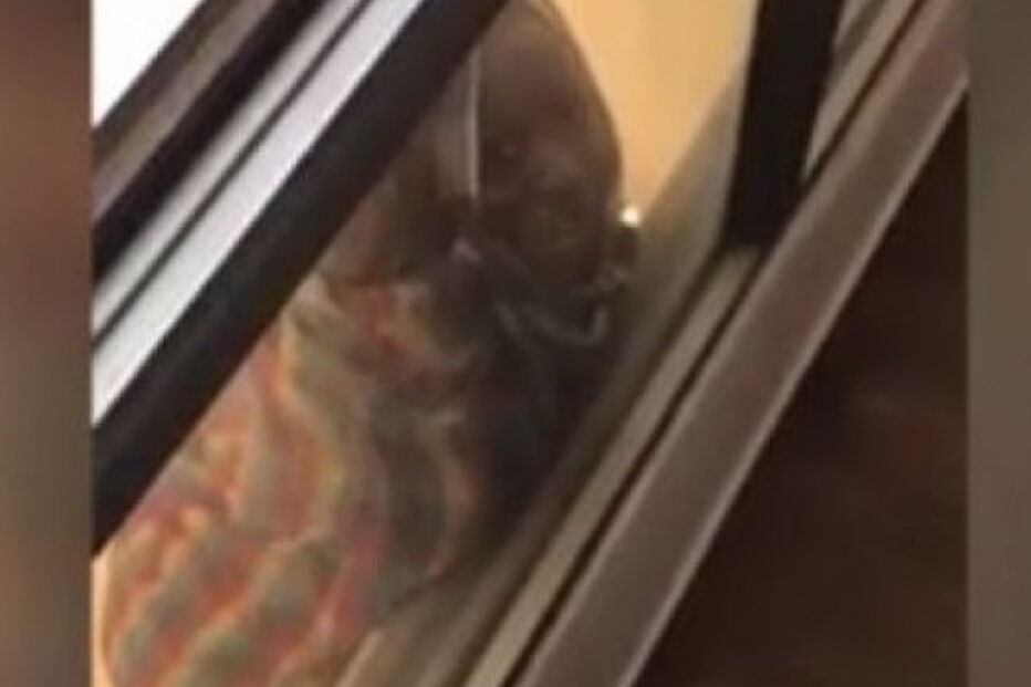 empregada, patroa, empregadora, vídeo, insólito, detida, Kuwait 