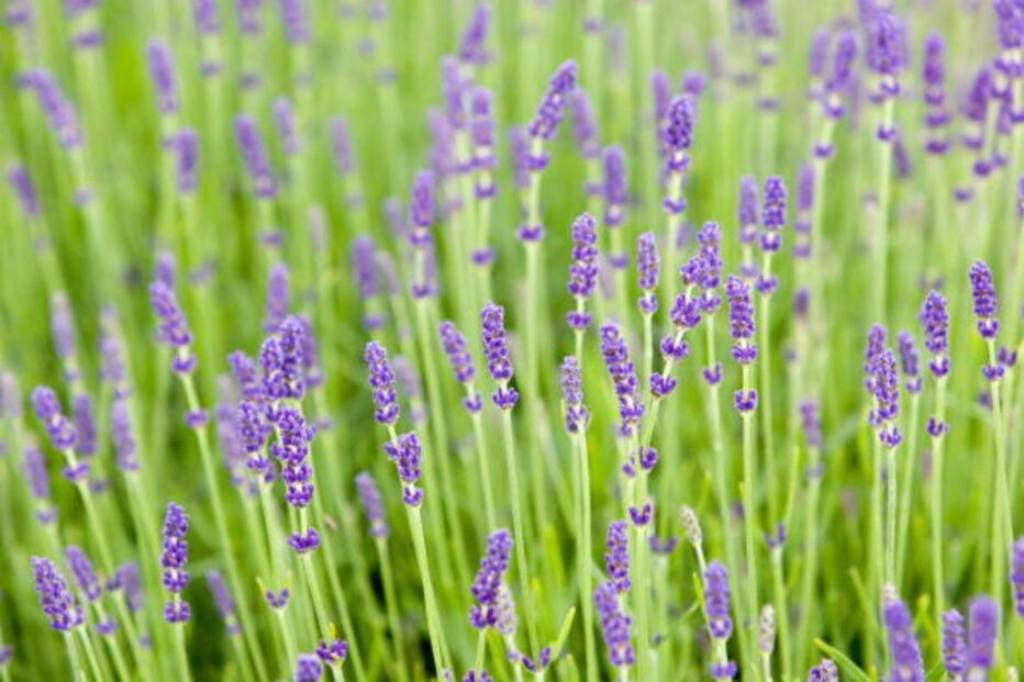 Níveis de pólen muito elevados nos próximos dias no continente