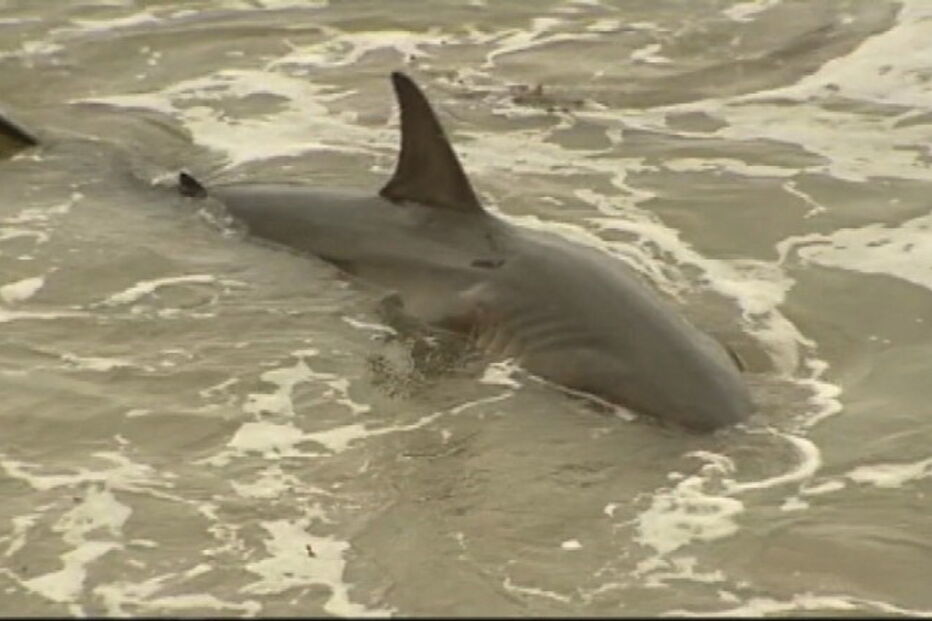 Tubarão ficou preso num recife de coral